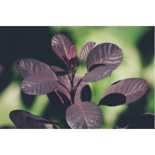 Purple SmokeBush x 1 Plants Cotinus coggygria Grace Rose Pink Flowering Foliage Shrubs Tree Smoke bush Leaves Flowers